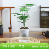 开时果 大文竹盆栽老桩精品植物 大棵文竹室内大型绿植盆景源头直发包邮 3年小文竹+早安水培盆/约15-25cm