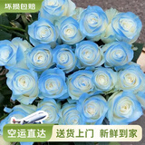 云南鲜花批发品质玫瑰百合水养鲜切花送女友生日礼物源头直发 碎冰蓝（喷色）-20支 【任选2件—不收运費】