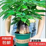 发财树盆栽大植物室内办公室桌面客厅小盆景招财树苗绿植花卉盆栽 造型款大号三杆 6-9cm【加仑盆】 【送肥料】