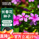 花沃里长春花种子约500粒 花卉种子盆栽阳台种菜土四季草籽阳台庭院田间