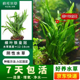 疯狂水草竹节草水草植物净化水质懒人鱼缸造景套餐直接入缸真水草种植环 【后景】细叶铁皇冠