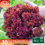 寿禾 生菜种子四季播紫色春夏蔬菜莱种紫叶家庭种寿光菜籽叶菜种籽 粉艳红罗莎生菜种子10g