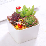 花艺萌多肉植物组合盆栽含盆含土创意diy拼盘花盆 小多肉仙人掌仙人球 白瓷拥抱 含盆