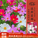 寿禾格桑花种子苗波斯菊花籽批发混色大花波斯菊种子300g(100gx3包)