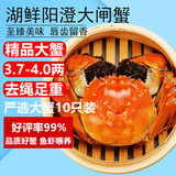 【活蟹】湖鲜阳澄 大闸蟹 去绳足重 3.7-4.0两 10只 鲜活六月黄现货超大螃蟹海鲜礼盒装