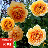 四季开花蔷薇花苗多花月季花苗特大花大苗浓香型爬藤攀援植物欧月 黄金庆典1-1.3米左右【精选大苗】