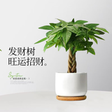 行湘五福发财树盆栽四季小招财树绿植五福发财树+白瓷盆+木托源头直发