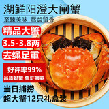 【活蟹】湖鲜阳澄 大闸蟹 去绳足重 3.5-3.8两 12只 鲜活六月黄现货超大螃蟹海鲜礼盒装