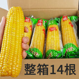 抱抱你 【大棒300g】头茬黄白玉米粘黏甜糯黑玉米棒营养代餐苞米玉米 黄糯玉米14根*300g【头茬大棒】