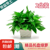 绿萝盆栽室内客厅绿植花卉 家用净化空气绿箩植物吸除甲醛吊兰 高26CM【原装+托盘】2盆+5肥