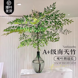 临雅水培植物九里香盆栽桌面驱蚊绿植室内茉莉鲜花水养花卉懒人四季开 【A级大冠幅】南天竹90-100cm*2枝