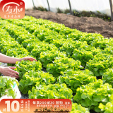 寿禾 生菜种子四季播紫色春夏蔬菜莱种紫叶家庭种寿光菜籽叶菜种籽 嫩绿奶油生菜种子10g