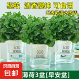 薄荷盆栽水培薄荷叶子新鲜可食用迷迭香驱蚊植物室内绿植花卉 【升级款3盆装】中盆薄荷（早安盆）