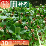 寿禾 芽菜种子萝卜四季春夏四季无土水培蔬菜豌豆芽 香椿芽苗菜种子30g（较难种植）