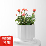 新款竖纹陶瓷花盆亚光北欧风简约花盆大号桌面绿植盆送塑料托盘 白色 特大号（20*20*16）