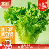 北蔬 生菜种子种苗四季青菜蔬菜种籽 卓脆速生耐抽苔生菜种子约2000粒