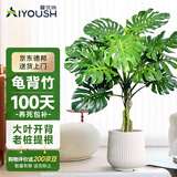 爱优尚老桩龟背竹盆栽客厅室内办公室大绿植盆景净化空气吸甲醛源头直发