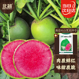 北蔬 心里美萝卜种子苗夏秋季红心水果萝卜菜种籽 满堂红萝卜种子10g