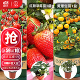 大禹矮生番茄苗盆栽小西红柿苗带土秧苗种子圣女果树苗寿光水果蔬菜苗 红颜草莓+红+黄矮生番茄苗各1盆