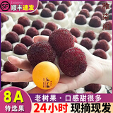 正宗仙居杨梅特级8A仙居东魁杨梅特大杨梅现摘送礼盒新鲜水果应季 特级果60颗23g-28大果