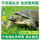 片言片鱼【活鲜】清水鳖 甲鱼王八 5龄母鳖1000g 1只 源头直发 包邮