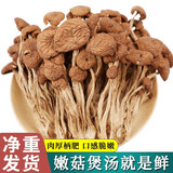正宗古田不开伞茶树菇农家精选特产新鲜菌菇食材茶树菇干货食用菌 茶树菇250g 【不开伞茶树菇】