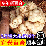 辰实宜兴新鲜百合【新货发顺丰】 食用大百合 特产微苦软糯 3斤【特大果百合约10个】