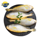 三都港 冷冻三去大黄鱼净重1300g/共3条 宁德黄花鱼 生鲜 烧烤