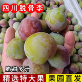 果领队正宗四川脱骨李新鲜孕妇水果【现摘现发】当季爆甜脆甜半边红包邮 5斤【精品青红脆李果净4.5斤】