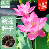 寿禾 碗莲种子水培已开口鱼缸植物荷花睡莲绿植 粉玲珑碗莲种子10粒