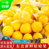 京鲜生 东北特产姑娘果 净重1斤装 黄姑娘果菇娘果灯笼果源头直发包邮