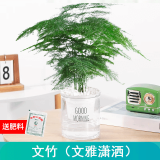 绿有意绿植盆栽多肉花卉盆栽植物室内桌面水培绿植办公室客厅植物懒人 文竹（文雅潇洒） 带盆带土发货