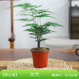开时果 大文竹盆栽老桩精品植物 大棵文竹室内大型绿植盆景源头直发包邮 3年小文竹+原生土培盆/约15-25cm