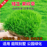 青上青进口草坪种子草籽四季常青矮生免修剪草坪绿化工程护坡耐寒耐践踏 果岭草1斤【公园庭院】