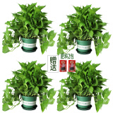 小冤家绿萝盆栽室内花卉绿植绿箩水养花卉盆景桌面办公客厅水培大叶绿色 180#加仑盆绿萝【四盆】+肥料2包