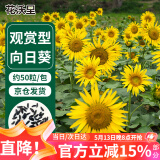 花沃里观赏向日葵花种子50粒/包 花卉种子家庭盆栽土阳台办公庭院种草籽
