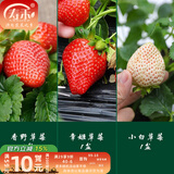 寿禾草莓苗带土发货大苗寿禾苗场四季带盆栽好夏秋批发奶油秧苗 【组合3盆】香野章姬小白各1盆
