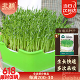 北蔬 芽苗菜种子豆芽菜无土栽培水培蔬菜种籽 白豌豆芽苗菜种子200g