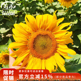 寿禾 向日葵种子苗观赏花卉种籽家庭阳台 小狮子向日葵种子5g约100粒