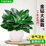 开时果 大盆大叶金钻绿公主盆栽 水培绿植办公室内好养大叶绿萝植物盆景 【约25-35cm】精品A级金钻+不规则瓷盆