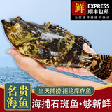 蝶岛船说 东山岛冷冻石斑鱼 深海龙胆石斑鱼 海捕珍珠斑 海鲜水产 【石斑鱼两条】每条500-600g