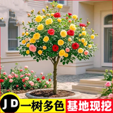 棒棒糖树桩月季花苗树状特大花朵四季开花花卉植物庭院玫瑰花树苗 【今日特惠混色】直径1-1.2cm 不含盆