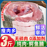 柒岛鳄鱼肉鳄鱼尾鳄鱼腿肉鳄鱼腩肉鳄掌肉带皮鳄鱼生鲜肉食材净重 3斤鳄鱼腩肉