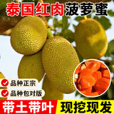 琅阙泰国8号菠萝蜜树嫁接果树苗室内外庭院南北方地栽20-30cm源头直发