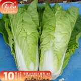 寿禾油菜种子矮脚上海青梗菜蔬菜小白菜快菜夏秋寿光蔬种籽四季青菜 寿禾奶油快菜种子10gx2包