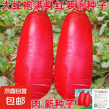 【冬季萝卜】（京东配送）种子套餐菜种子阳台盆栽庭院易种秋冬季 大红袍萝卜种子1包约300粒