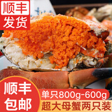 鲜拔头筹原装进口面包蟹生鲜1200-1600g超大熟冻螃蟹鲜活黄金蟹类 特大号 600g-800*2只