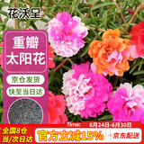 花沃里重瓣太阳花种子2g约2万粒 花卉种子阳台盆栽庭院向日葵凤仙花籽