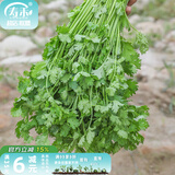 寿禾 农家小叶香菜种子芫荽蔬莱籽种籽阳台盆栽春夏种孑菜籽 （大叶）老香菜种子 200g