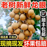 三萌果蔬广东石硖储良龙眼【顺丰冷链-多地隔日达】新鲜龙眼桂圆礼盒送礼 5斤石硖龙眼【超划算】净重4.5斤 【顺丰】7A级|特级果【自吃推荐】